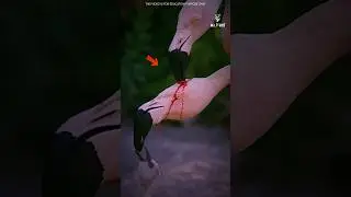 Flamingos Feed their Babies BLOOD