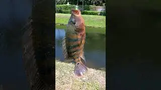 5 Foot 6 Inch Mr.Crappie Caught a Mayan Cichlid!