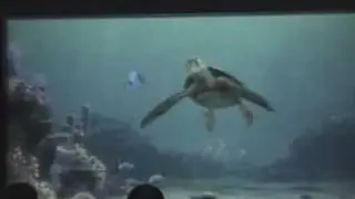 Turtle Talk with Crush - Epcot