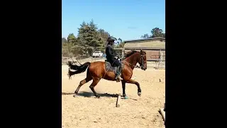 Cantering Gaited Horse - Running Walk Transition - Teddy TWH-  3 Beat vs 4 Beat Canter - Canter Lead