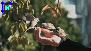 Sound of Joy (Official Trailer)