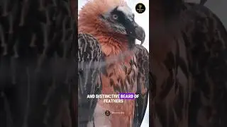 The Bone Crushing Bird | The Bearded Vulture
