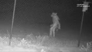 Mystery creature caught on camera by Texas Zoo in Amarillo #amarillo #texax #wolf
