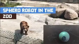 Sphero&rsquo;s Trip to the Zoo: A Fun Adventure with Animals and Sounds 🦁🦓 and a tiny bit of coding!