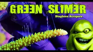 Bali Green Slimer Staghorn - Acropora yongei