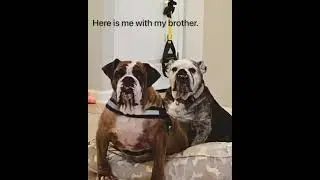 Bullieve in B2TR! Text Bullieve to 53-555 to donate. #GivingTuesday #bulldog #rescue