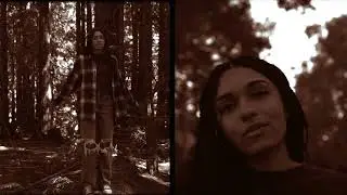 The Wren - Redwood Trees (David Howard Remix)