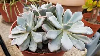 Graptoveria Debbie, cambia completamente a pleno sol