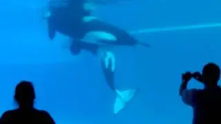 July 2011 Whales Mating at Marineland.AVI