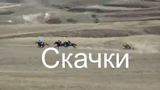 Скачки Леваши. 30 октября 2014 год