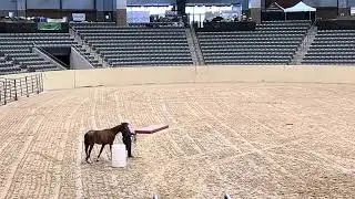Montana & Denver ~ In Hand Trail Class, Extreme Mustang Makeover 2025