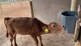 Como Cuidamos das Bezerras na Fazenda Buritis | Rotina Completa do Bezerreiro. @fazendaburitislucas 