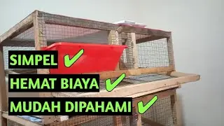 ukuran kandang puyuh petelur