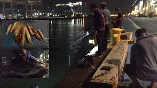 Squid, striper fishing at a pier in Boston Harbor, MA (9/1, 2021)