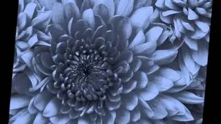 Mali Steva-Mix 2013