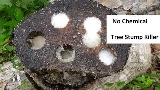 How to Kill a Tree Without Chemicals
