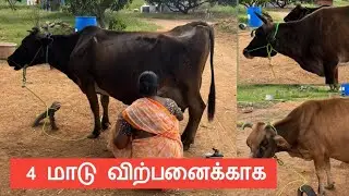 4 மாடு விற்பனைக்காக  #radhakrishnanfarms 