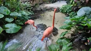 Visiting the Key West Butterfly and Nature Conservatory