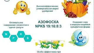 Как получить высокий урожай подсолнечника? NPKS 19:16:8:3