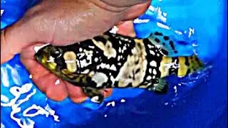 Bumblebee GROUPER Goes into the 5,000 gallon SALTWATER TANK