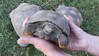 Totally cool! California Desert and Texas Tortoise Hybrid Baby Egg Hatching