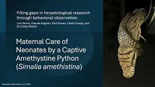 Study Overview: Maternal Care of Neonates by a Captive Amethystine Python