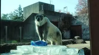 #28 Dec 2025 Polar Bear at Tokushima zoo, Tokushima, Japan