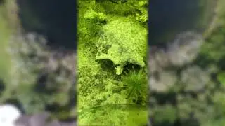 Divers discover human skeletal remains in Lehigh Acres lake (CREDIT: Fossil Junkies)