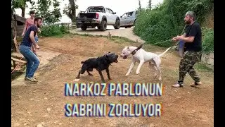 DOGOARGENTİNO PABLO’NUN KASETİ PATLADI :))