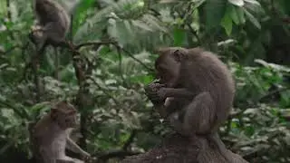 funny moments monkey