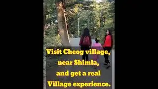 Cheog Village / Visit Cheog Village / Shimla Himachal Pradesh/ Shorts