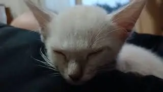 子猫寝る