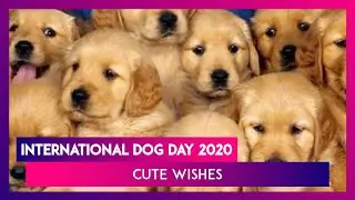International Dog Day 2020: Cute Quotes And HD Images To Greet Canine Lovers