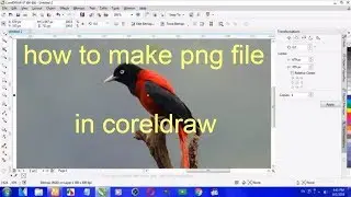 how to remove background and export as in PNG file on corel draw