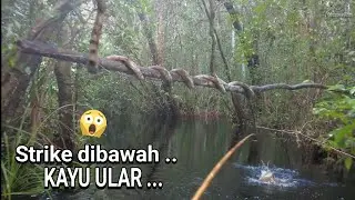 RAHASIA KAYU ULAR , ANEHH .. !!! .. SETIAP LEWAT POHON INI SELALU STRIKE .. 😱😰 ..