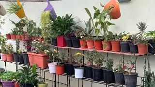 LIVE: నాకు ఎంతో ఇష్టమైన Lucky Plants (Jade) & Indoor Plants Tour! 🪴💰 | The love ❤️ behind it | 