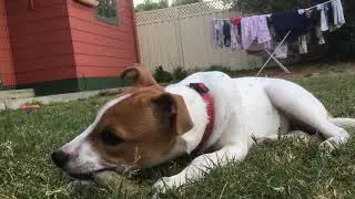 Toffee chewing on hides