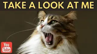Cat Attention Seeking Behaviors Explained | Cats Facts