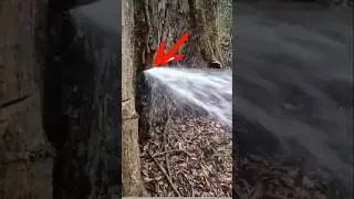 Water Gushing From a Tree?!😮