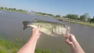 Multi-species Fun and a Huge Bass! Team Ark Elite Z-Series Lipless Crankbait Getting it Done!