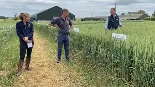 SY Insitor Winter Wheat 2022: High Yielding Hard Group 4 Variety In North