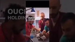 Best Cat&rsquo;s Voice Over Ever 😂 #shorts