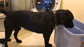 Service Dog Helps With Laundry