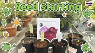 Seed starting purple onion, spinach, zucchini [Farm A Jarn, Huahin, Thailand]