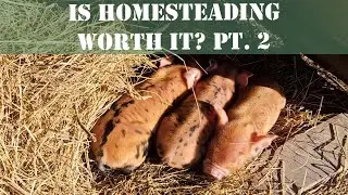Is Homesteading Worth it? Pt  2