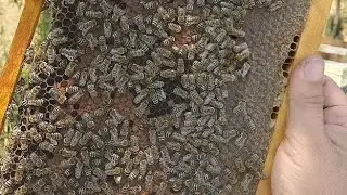 نصائح في تغذية النحل مع شهر فبراير