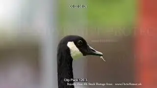 Canada Goose Stock Footage: Slow Motion Head and Feather Detail