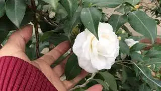 V&igrave; Sao Hoa Tr&agrave; My M&atilde;i Kh&ocirc;ng Nở hoa 🌺 ???