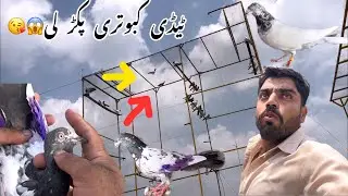 Teddy Madi pakar lie white eyes full end hue😱🥰/||aj 2 kabootar pakar lie 