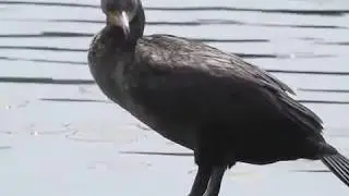 double-crested cormorant call